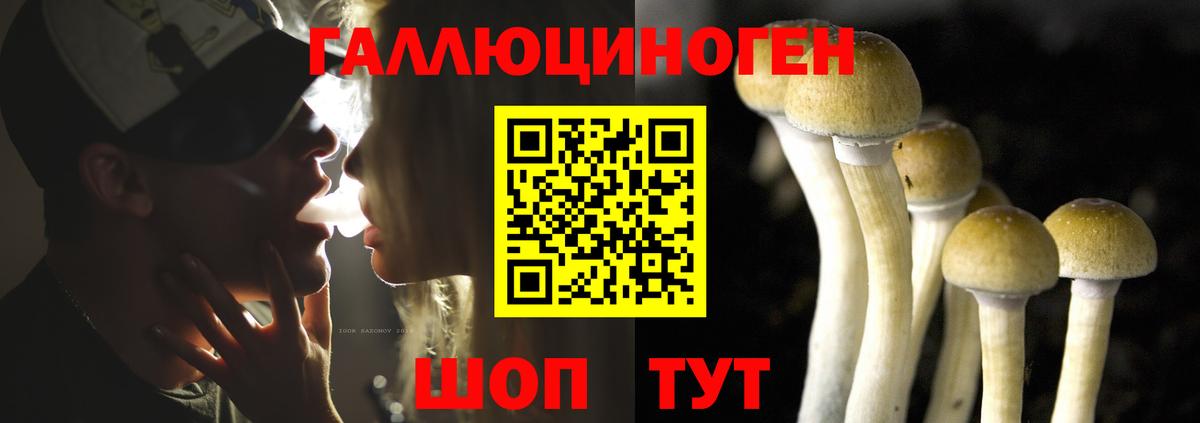 Галлюциногенные грибы Psilocybine cubensis Нерюнгри